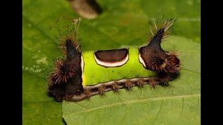 saddleback caterpillars [upl. by Lebatsirhc]