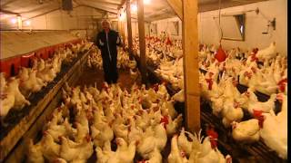 Cest pas sorcier POULES ET COQS EN STOCK [upl. by Giarla]