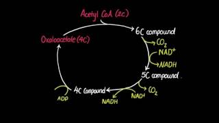 82 Krebs Cycle [upl. by Richmal412]