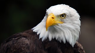 The public can help with eagle count in New Mexico [upl. by Amerak]