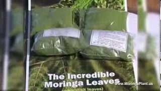 Moringa Oleifera  Documentary about Moringa Superfood [upl. by Dleifxam640]