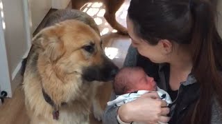 German Shepherd Dogs Greet Newborn Baby [upl. by Feliks]