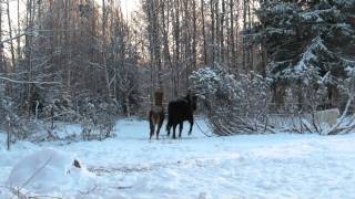 Islandshästar leker med pyreneerhund [upl. by Rehpotisrhc]