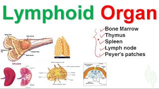 Basic Immunology 6 Lymphatic system and Lymphoid organ [upl. by Felicidad]