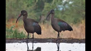 Hadeda Ibis ponder life Francolin wander past as birds sing [upl. by Anirazc18]