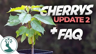 Questions People Ask When growing Cherry Trees From Seed  Cherry Tree From Seed Update 2 [upl. by Ytsim]