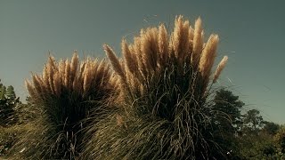 Winterizing Ornamental Grasses [upl. by Alicia]