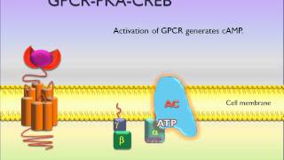 PicScience GPCR PKA CREB [upl. by Gnahk]