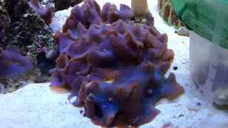 Time lapse blue mushroom coral HD [upl. by Knowland]