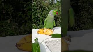 Parrot Kochi Kerala [upl. by Nats]