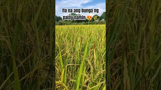 Wow Ang daming bunga 😍🙏 farmvlogger farming farmlife farm fypシ゚viral viralvideo [upl. by Eirual]