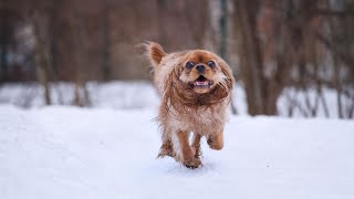 How do I find a reputable Cavalier King Charles Spaniel rescue organization [upl. by Rehttam]