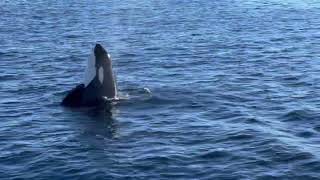 Rare sighting of orcas off the coast of Palos Verdes [upl. by Peta542]