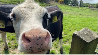 Bird Nesting Walk No2 Killer Cows [upl. by Hiltner]