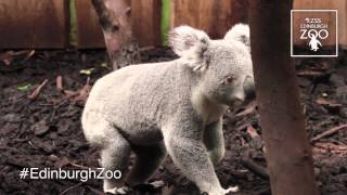 Koala Territory at RZSS Edinburgh Zoo [upl. by Stovall]