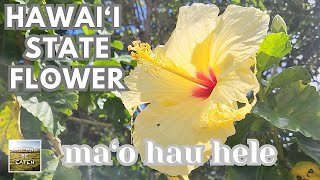 Hawaii State Flower yellow hibiscus  Ma‘o hau hele   Canoe Plants of Hawaii [upl. by Honoria]