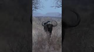 Close encounters with a young African Buffalo bull🐃 heartracing [upl. by Anwahs250]