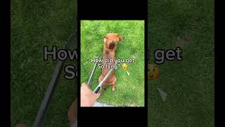 Wiener dog song lyrics fixed viral meme cute wienerdog dog fyp [upl. by Ruphina]