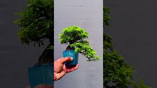 Desmodium bonsai indoorplants [upl. by Gobert]