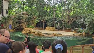 Splash Safari Show at Songapore Zoo [upl. by Oicaroh]