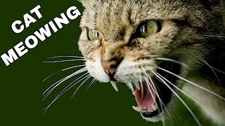 Cat Sound Effect  Cat Meowing [upl. by Harod640]