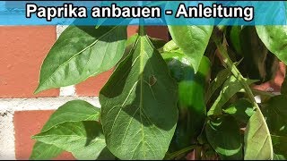 Paprikapflanze aus Kern selber ziehen  züchten – Paprika anbauen  Anleitung [upl. by Aicirtel]