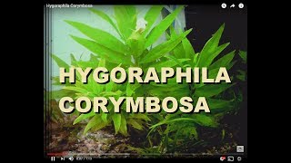 Hygoraphila Corymbosa [upl. by Bruce]