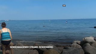 Swimming wild boar gives German beachgoers a scare [upl. by Terry499]