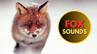 FOX SOUNDS  Real Sounds of Foxes Screaming Barking and Laughing [upl. by Elene]