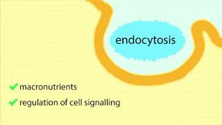 ReceptorMediated Endocytosis Overview Process of Endocytosis and Maturation of Endosomes [upl. by Eidua]