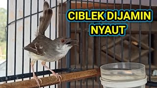 suara burung ciblek NARUNG  untuk pancingan ciblek agar bunyi [upl. by Fontes106]