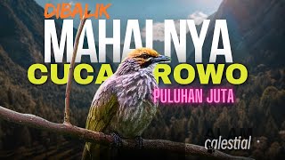 SAKING MAHALNYA BURUNG INI NYARIS PUNAH mystery cucak rowo [upl. by Ibbetson744]