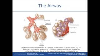 EMT Ventilation Perfusion [upl. by Airogerg331]