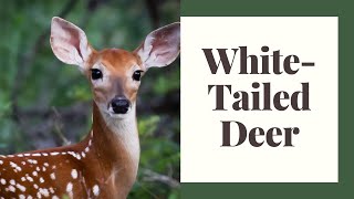 All About White Tailed Deer  Everything You Want To Know [upl. by Cope]