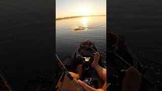 Early Morning Redfish Can’t Resist This fishing fish explore fy fyp shorts ytshorts reels [upl. by Cosette]