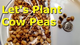 How I Plant Cow Peas [upl. by Alegna]