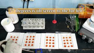 Enzyme Activity The effect of Temperature amp Concentration on Starch and Amylase [upl. by Conant]