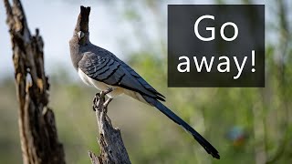 The extremely annoying sound of the Whitebellied goawaybird [upl. by Wimsatt]