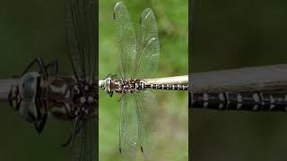 Entomology and Insects  Aeshnidae ID  Dragonflies insectdiversity insects entomology [upl. by Darach]