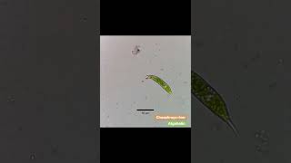 Euglena sp with 2x speed from freshwater Thailand Euglena Euglenoids [upl. by Christianna]