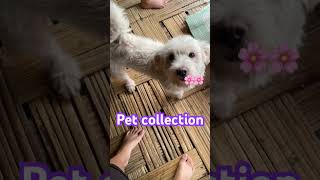 Awww🥹i have so many babysytshorts indianspitz shi tzuterrier localcatdoglover catlover [upl. by Aaronson]