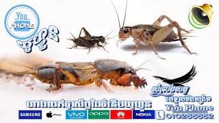 សំលេងមេខ្មុលនិងចង្រិត​ Mole CricketampCrickets 2 [upl. by Elgar]