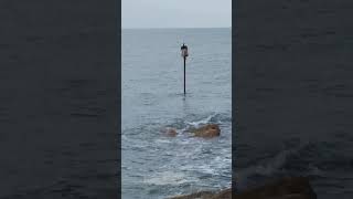 Cormorant Bird On Sea Post birds animals wildlife [upl. by Issim]