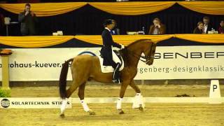 wwwreitschulesandbrinkde BONAPARTE Heike Kemmer German Classics Dressage [upl. by Felicity]