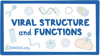 Viral Structure and Functions [upl. by Aneled406]