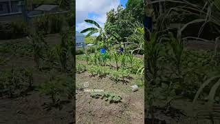 Quick Tour of Ancestral Tropical Antiguan Garden  Part 1 [upl. by Hamitaf]