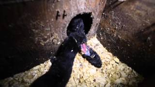 BC Mink Farm Footage 2014 [upl. by Foote]