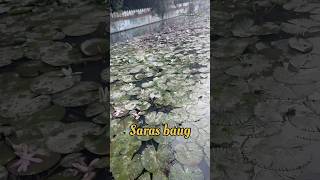 Saras baug Pune ♥️🪴⛲️ simplyakshata travel pune shortsviral viralvideo trending subscribe [upl. by Eloken]