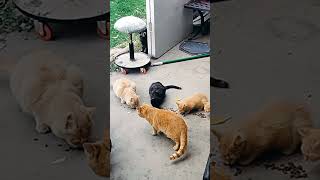 Wildones feeding time outdoorcats catshorts kitten like subscribe [upl. by Rekoob]