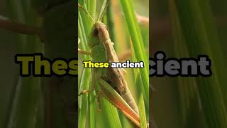 Interesting Facts About Grasshoppers You Didn’t Know [upl. by Neufer828]